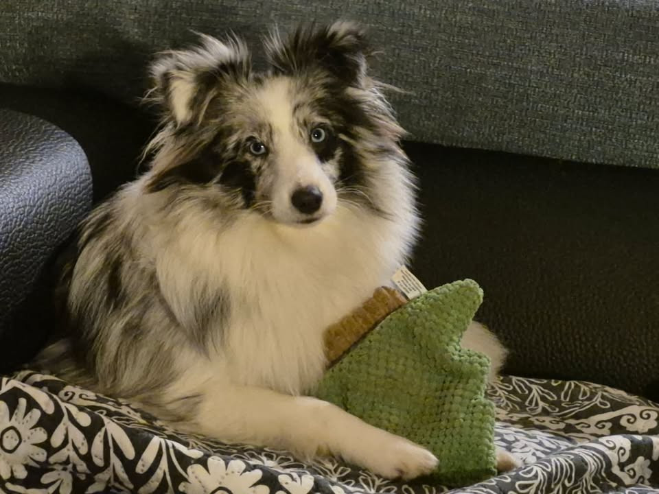 Anak blue du Clan Castelau