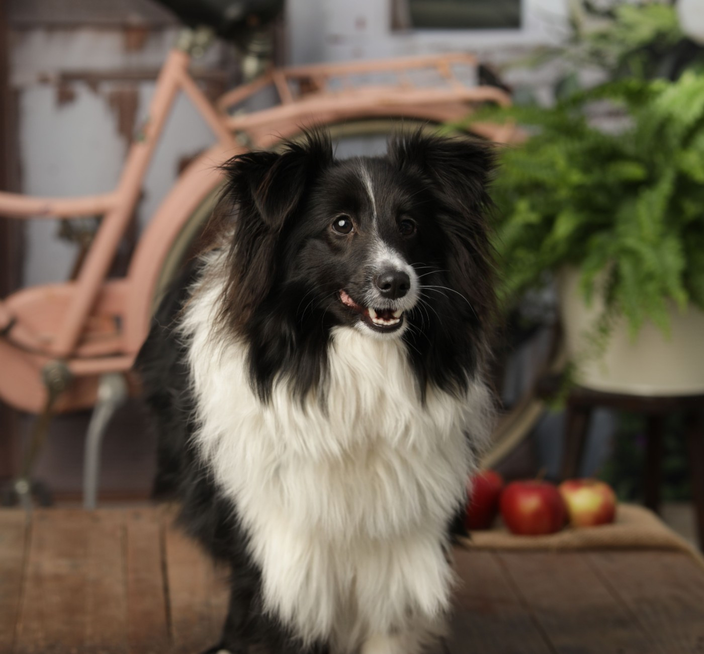 Amarok black du Clan Castelau