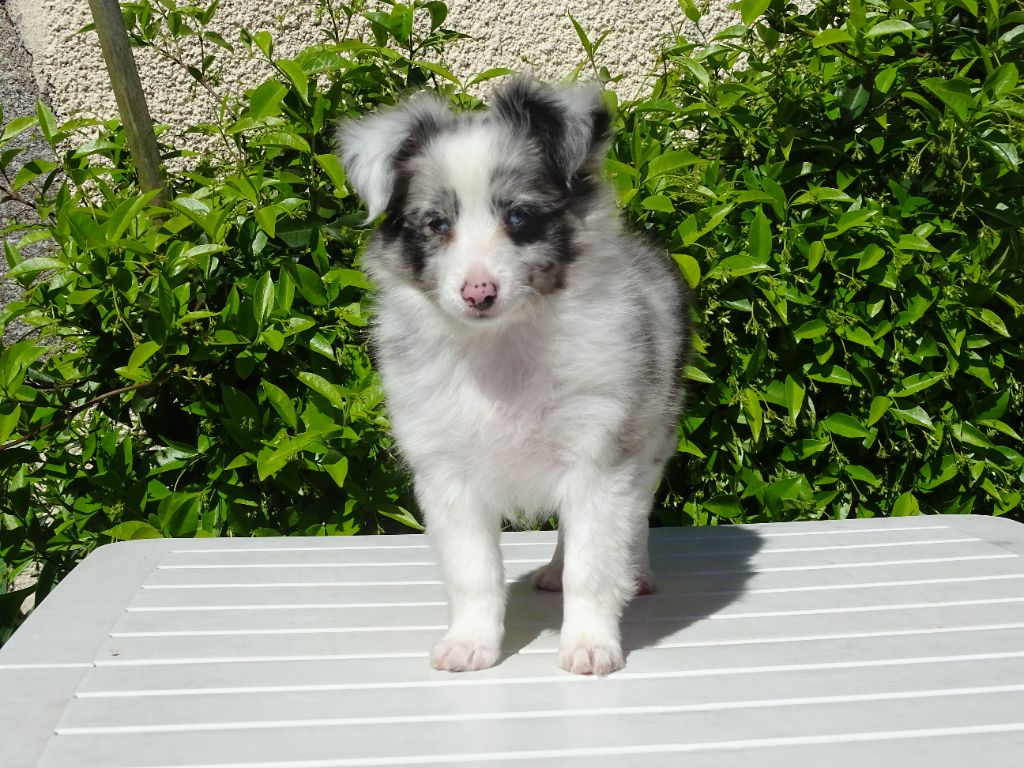 Anak blue du Clan Castelau