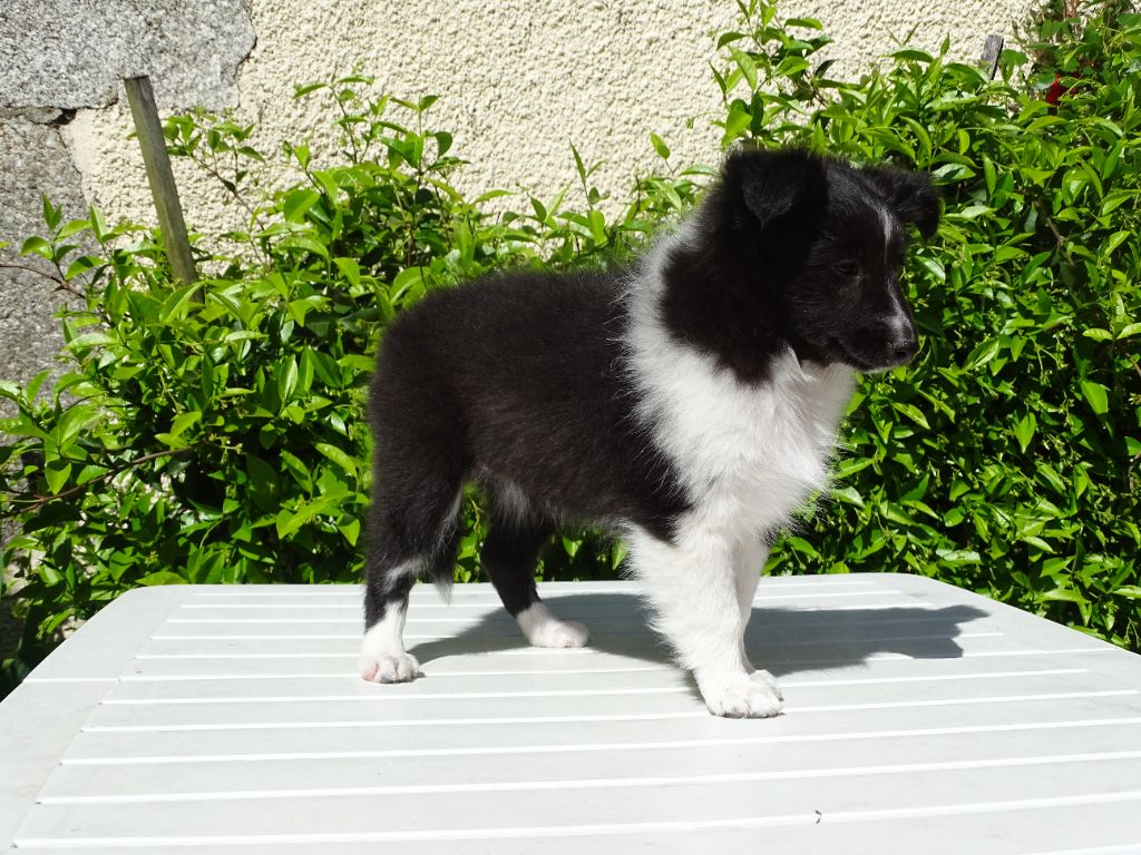 Akuma bluish black du Clan Castelau