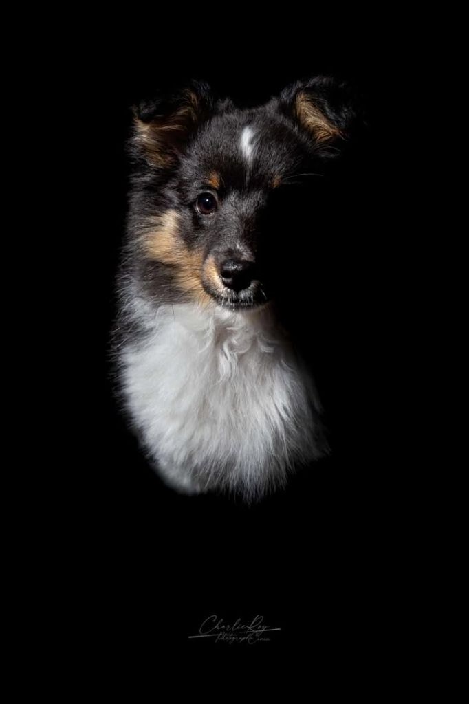 Askam dark anakin du Clan Castelau