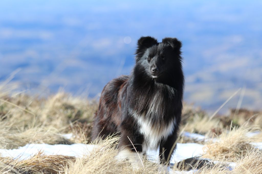 Uendigow sans feux du Clan Castelau