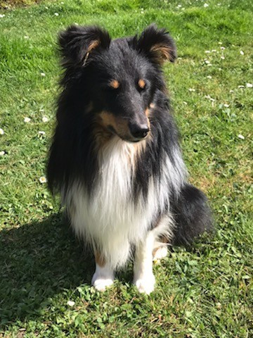 Vanel noir du Clan Castelau