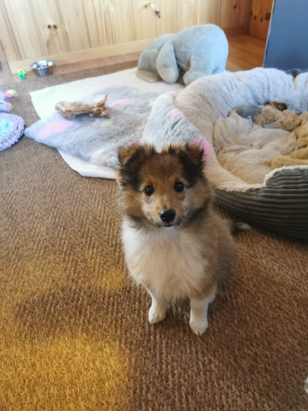 Venan d'or du Clan Castelau