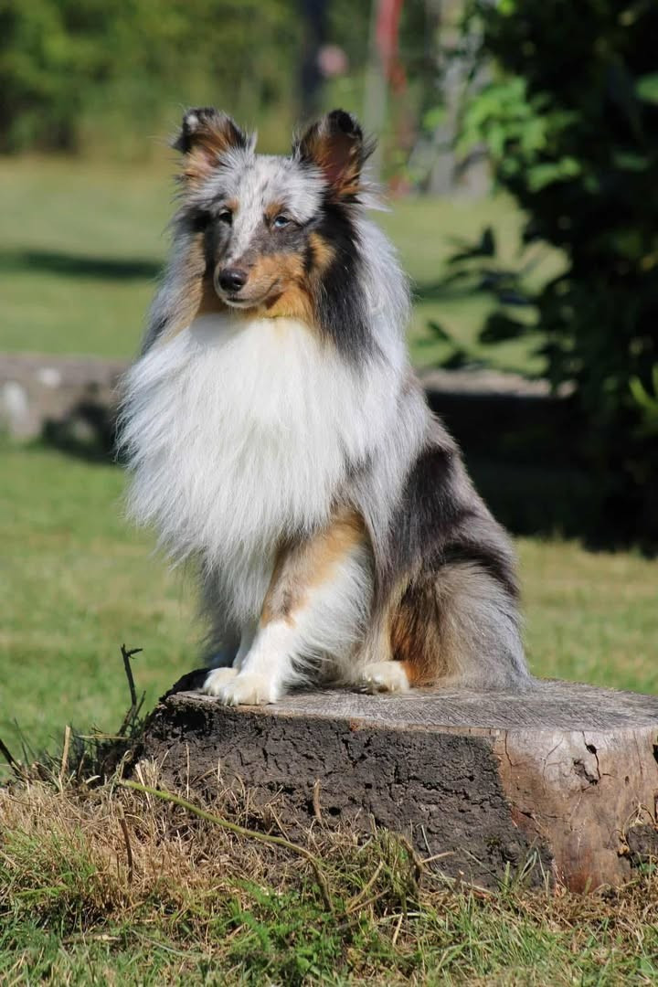 Vihaan arian du Clan Castelau