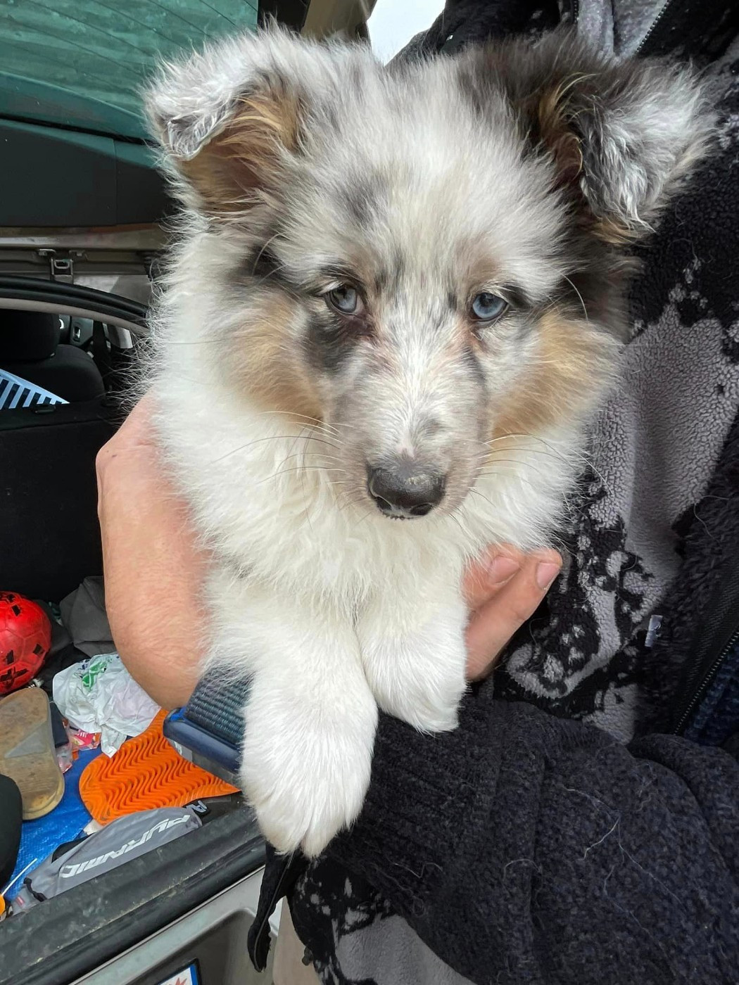 Vinay arian du Clan Castelau