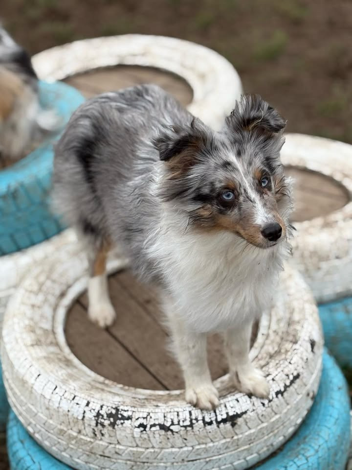 Vishal arian du Clan Castelau