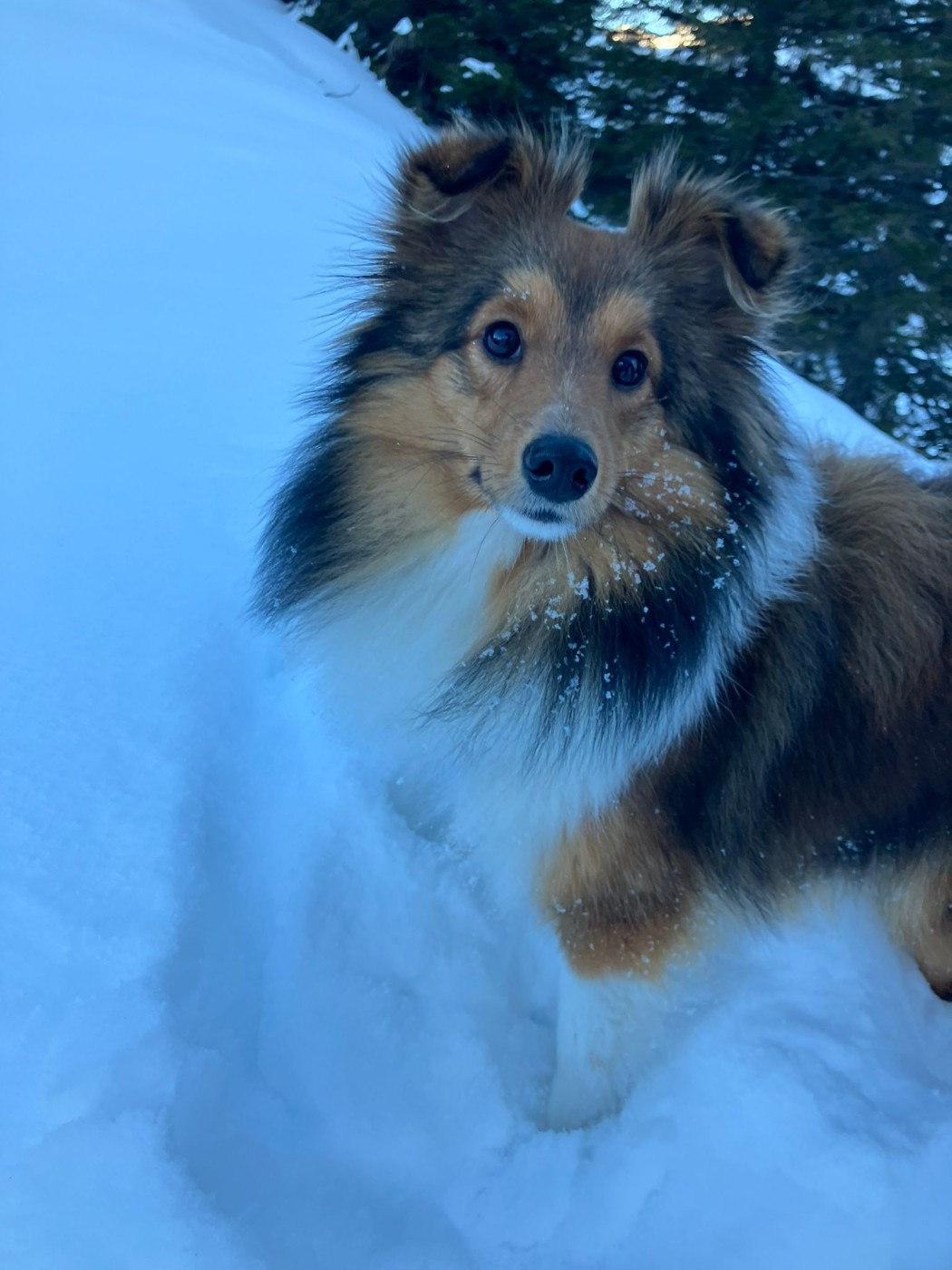 Vanua d'or du Clan Castelau