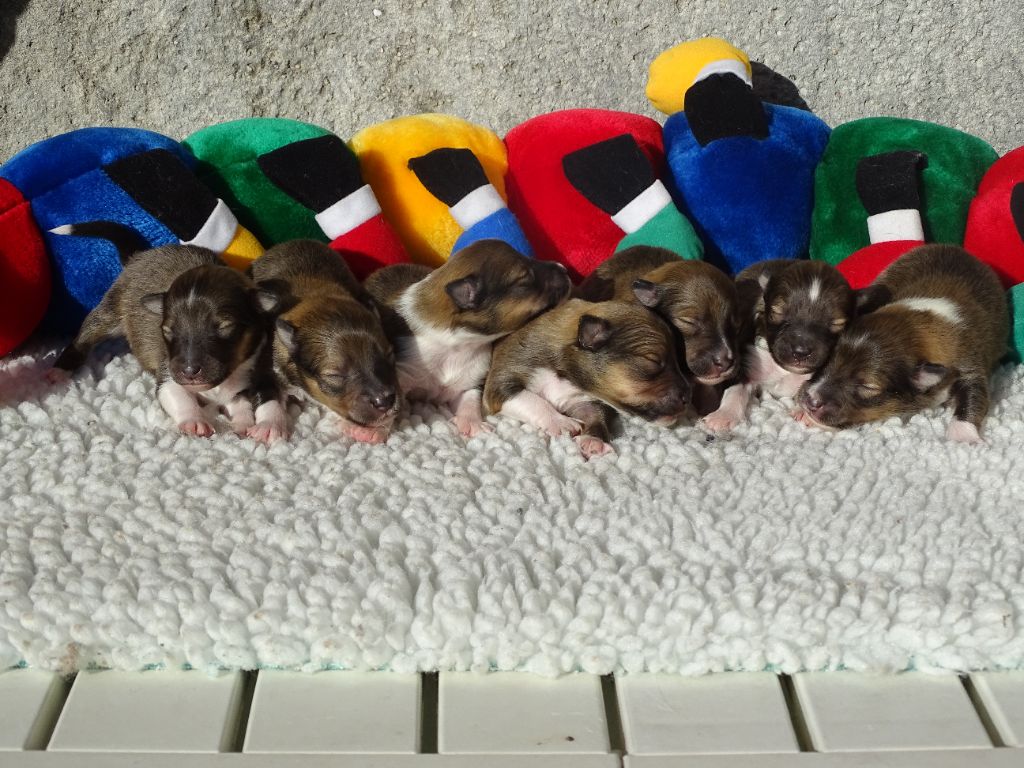 Chiot Shetland Sheepdog du Clan Castelau