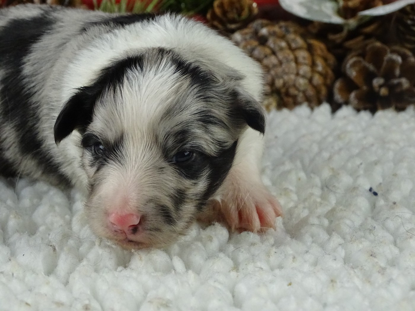 du Clan Castelau - Chiots disponibles - Shetland Sheepdog