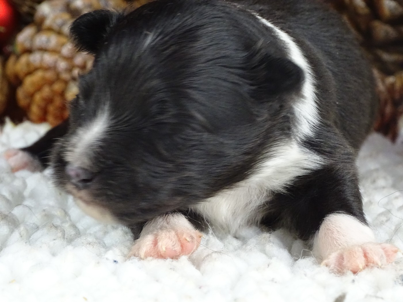 du Clan Castelau - Chiots disponibles - Shetland Sheepdog