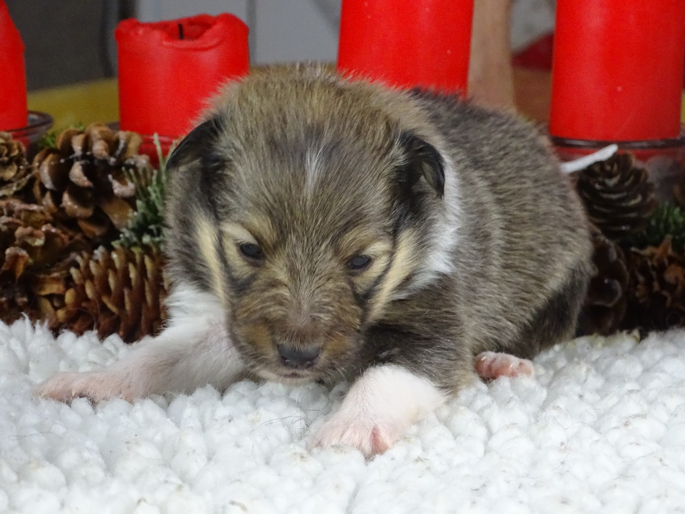 du Clan Castelau - Chiots disponibles - Shetland Sheepdog