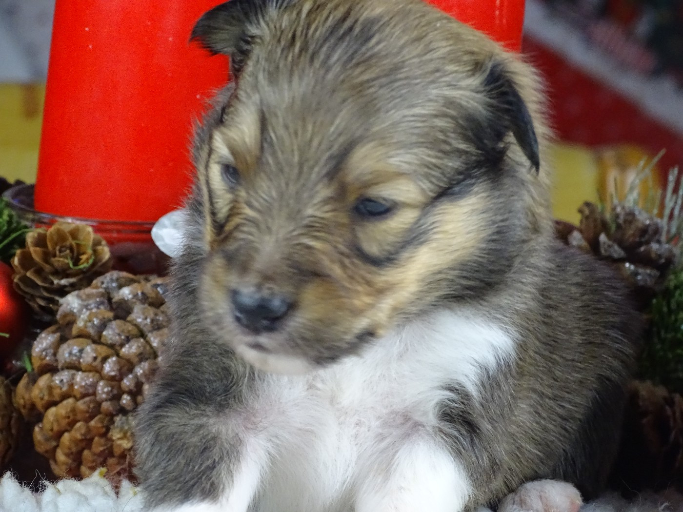 du Clan Castelau - Chiots disponibles - Shetland Sheepdog