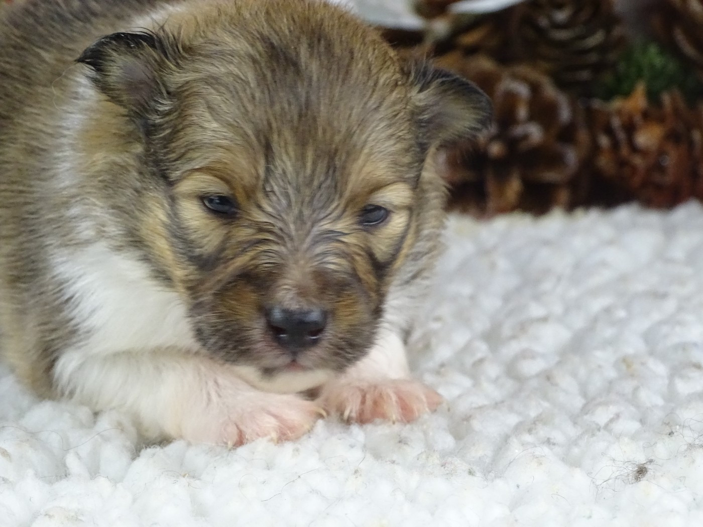 du Clan Castelau - Chiots disponibles - Shetland Sheepdog