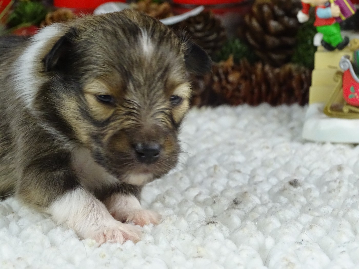 du Clan Castelau - Chiots disponibles - Shetland Sheepdog