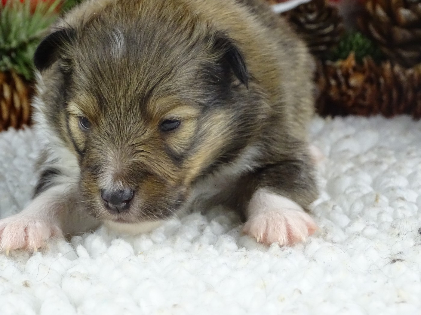 du Clan Castelau - Chiots disponibles - Shetland Sheepdog