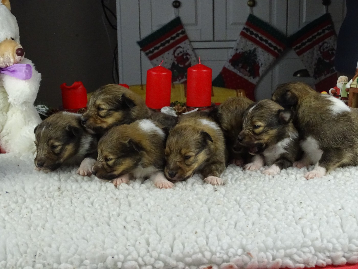 du Clan Castelau - Shetland Sheepdog - Portée née le 23/11/2025