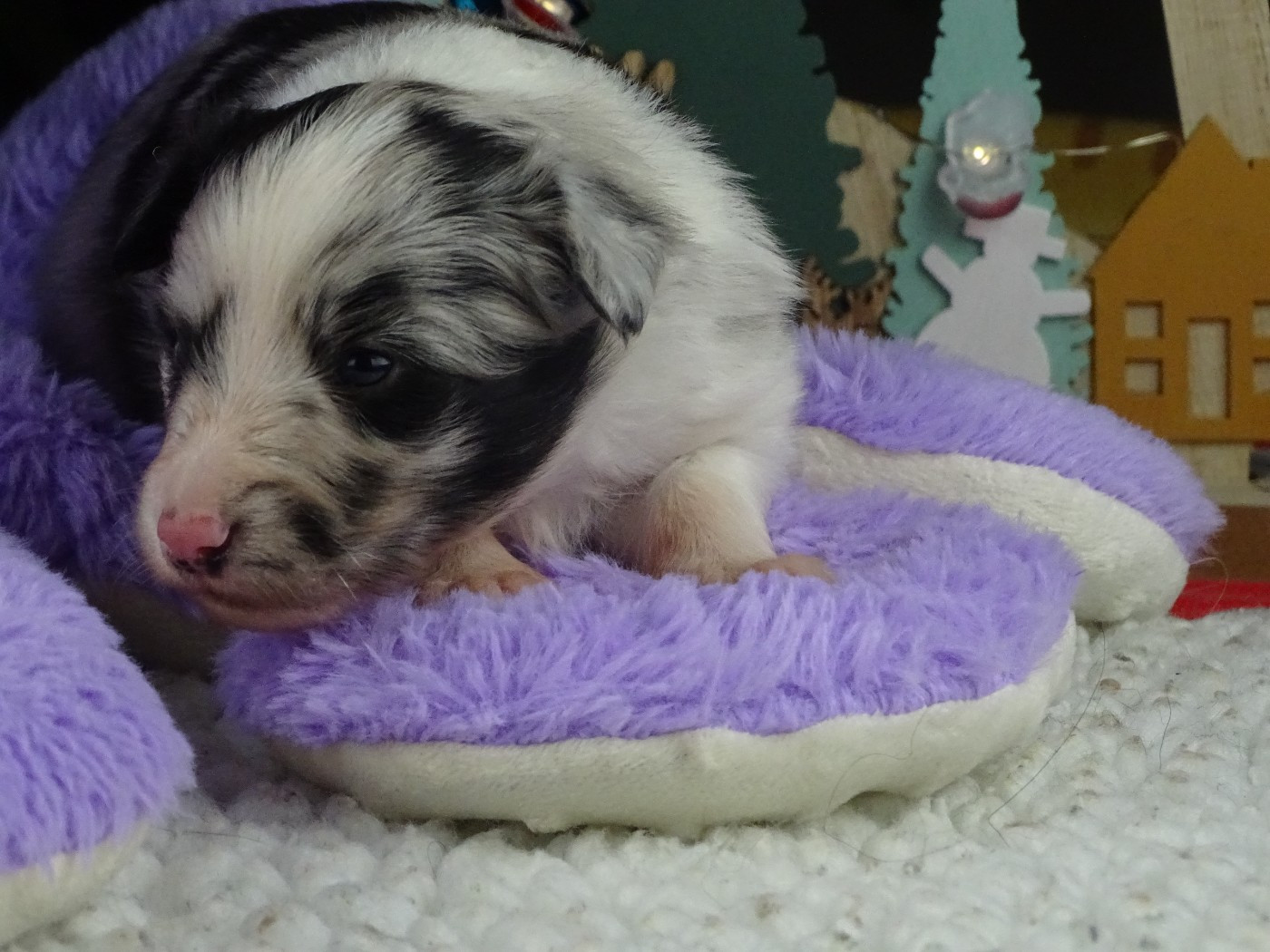 du Clan Castelau - Chiots disponibles - Shetland Sheepdog