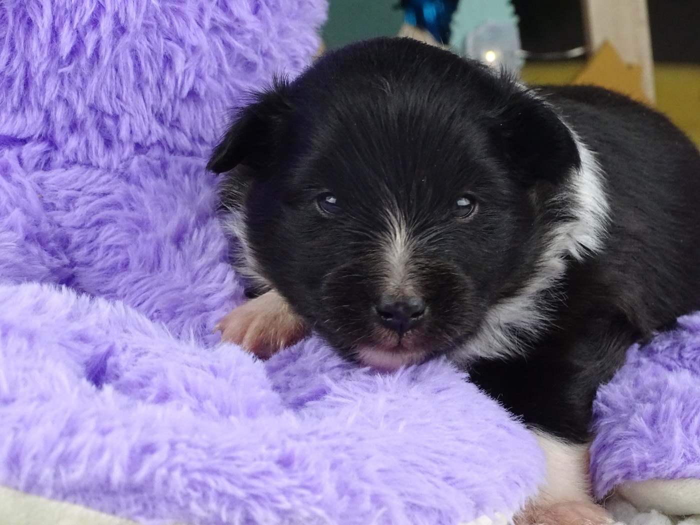 du Clan Castelau - Chiots disponibles - Shetland Sheepdog