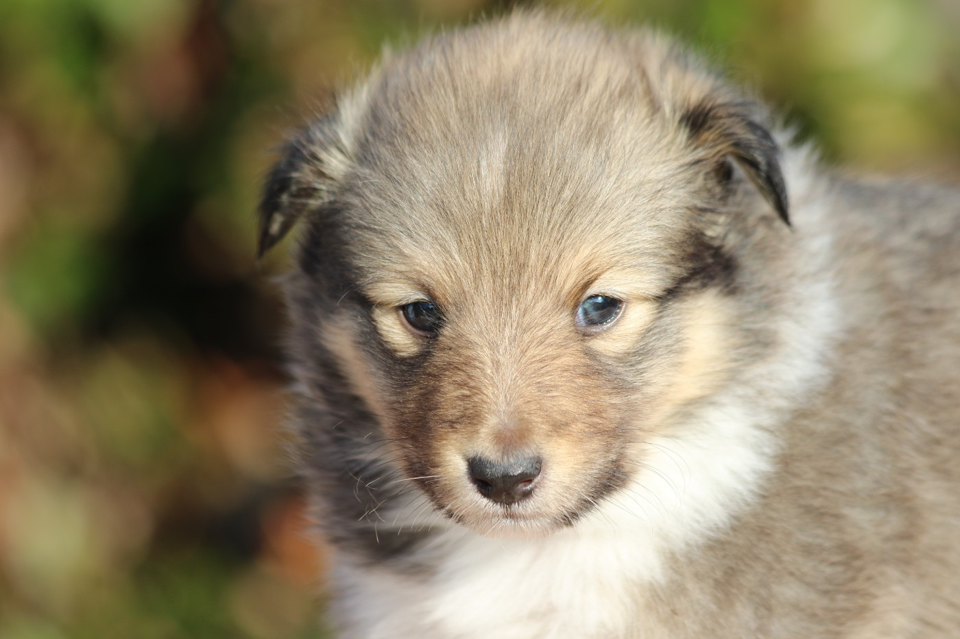 du Clan Castelau - Chiots disponibles - Shetland Sheepdog