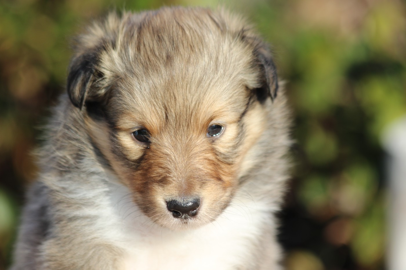 du Clan Castelau - Chiots disponibles - Shetland Sheepdog