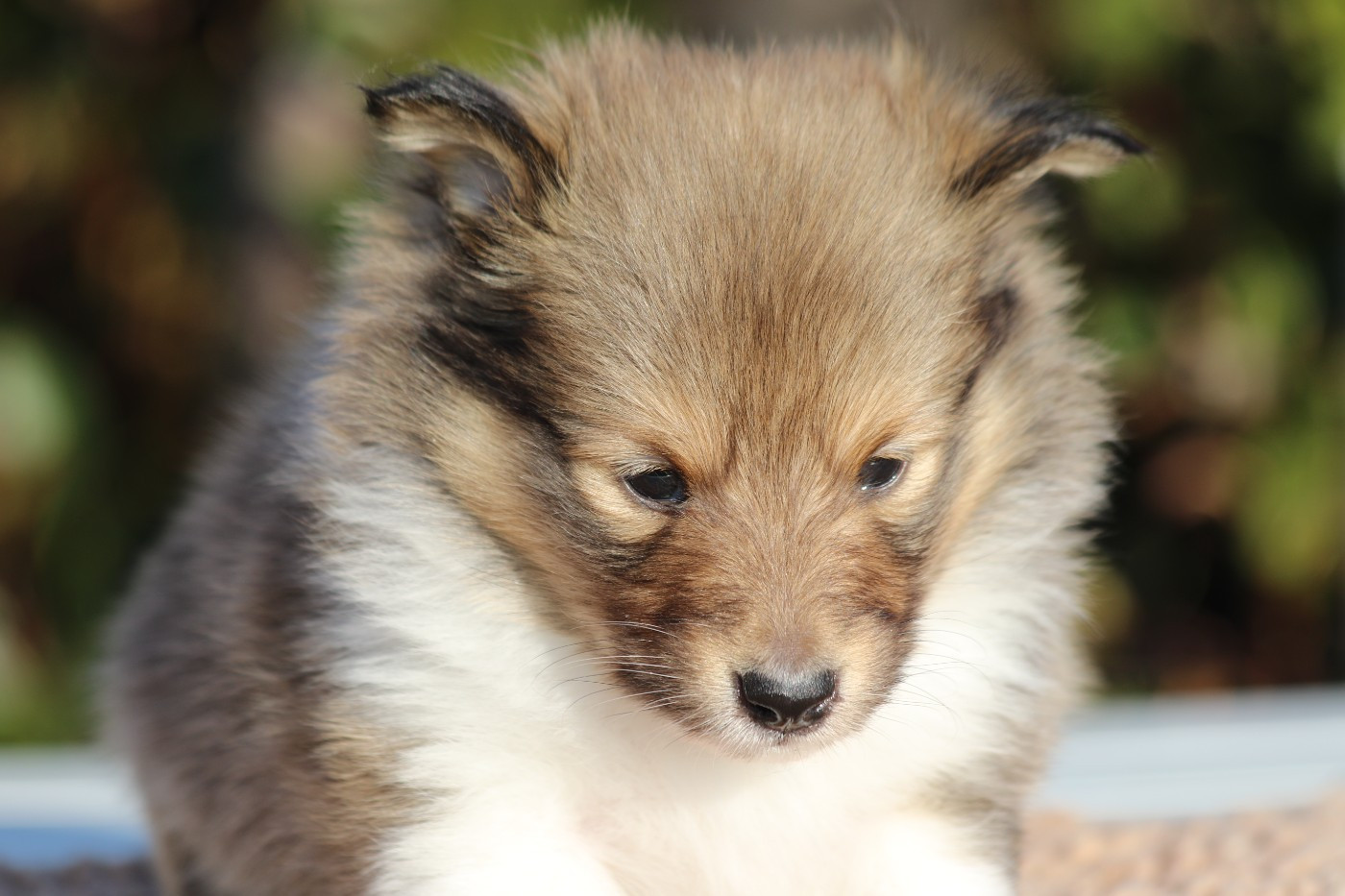 du Clan Castelau - Chiots disponibles - Shetland Sheepdog