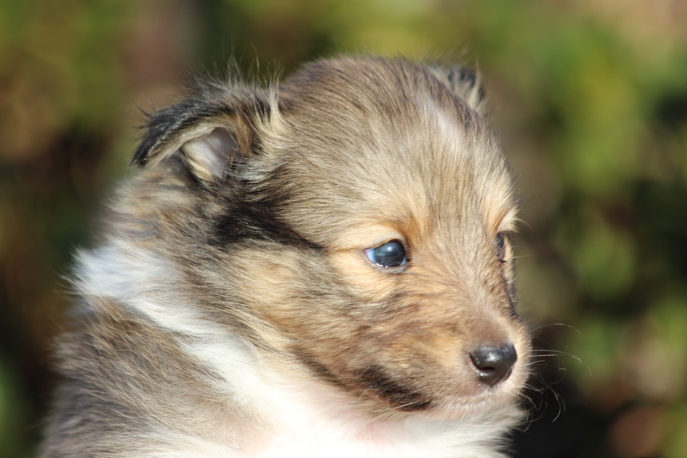 du Clan Castelau - Chiots disponibles - Shetland Sheepdog