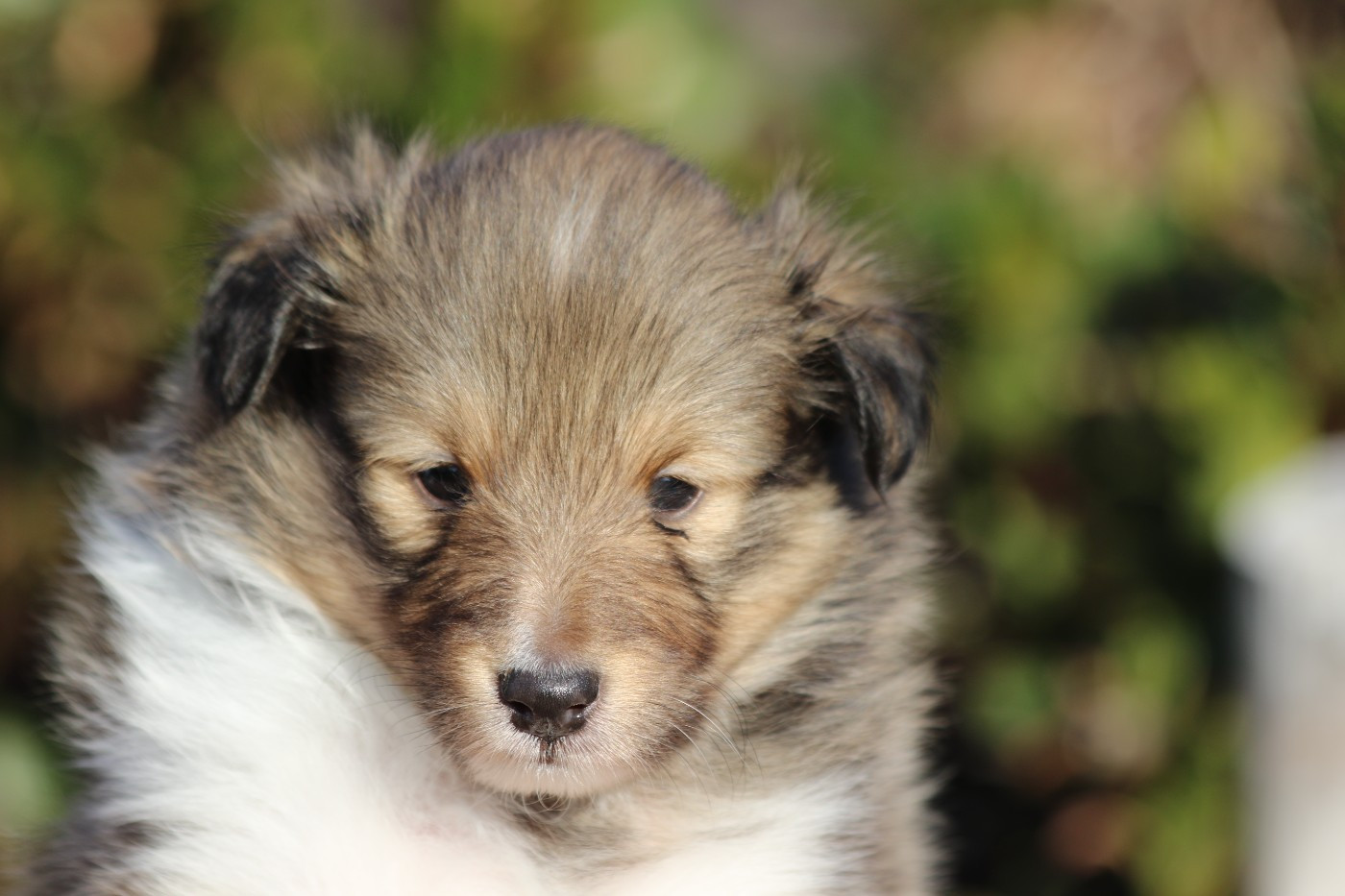 du Clan Castelau - Chiots disponibles - Shetland Sheepdog