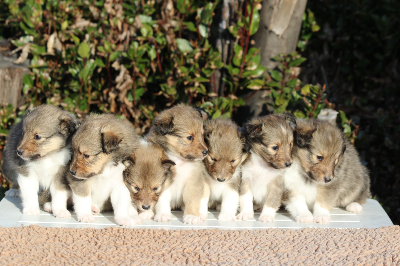 Chiot Shetland Sheepdog du Clan Castelau