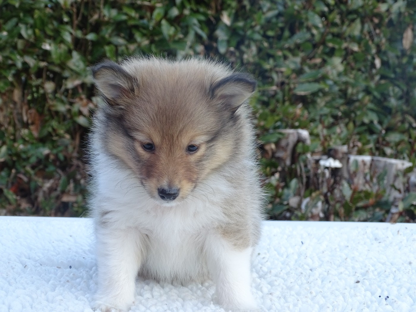 du Clan Castelau - Chiots disponibles - Shetland Sheepdog