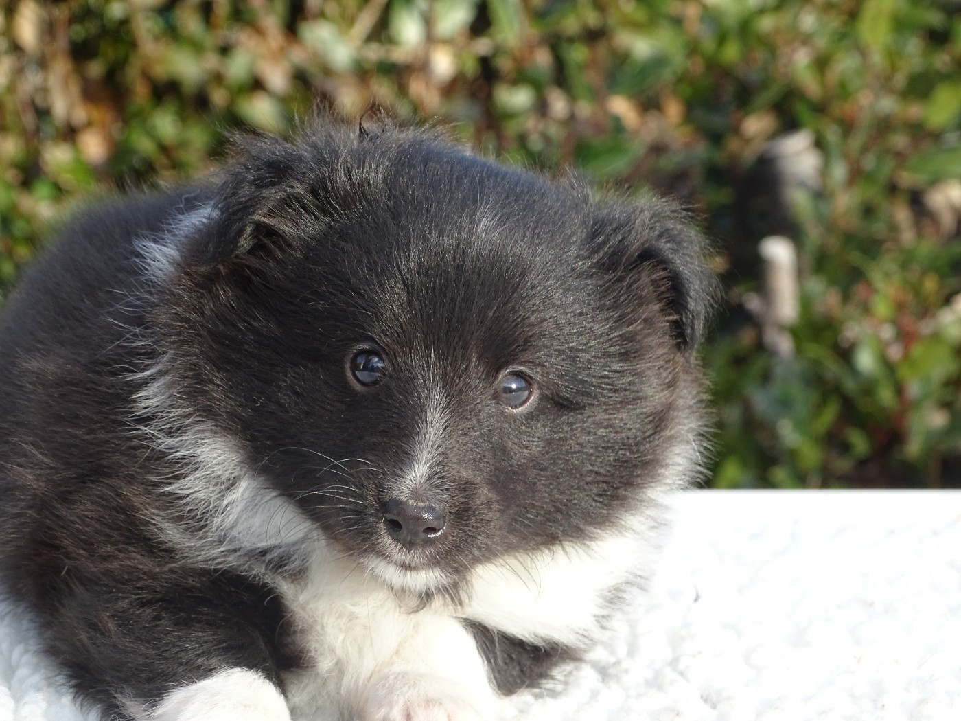 du Clan Castelau - Chiots disponibles - Shetland Sheepdog