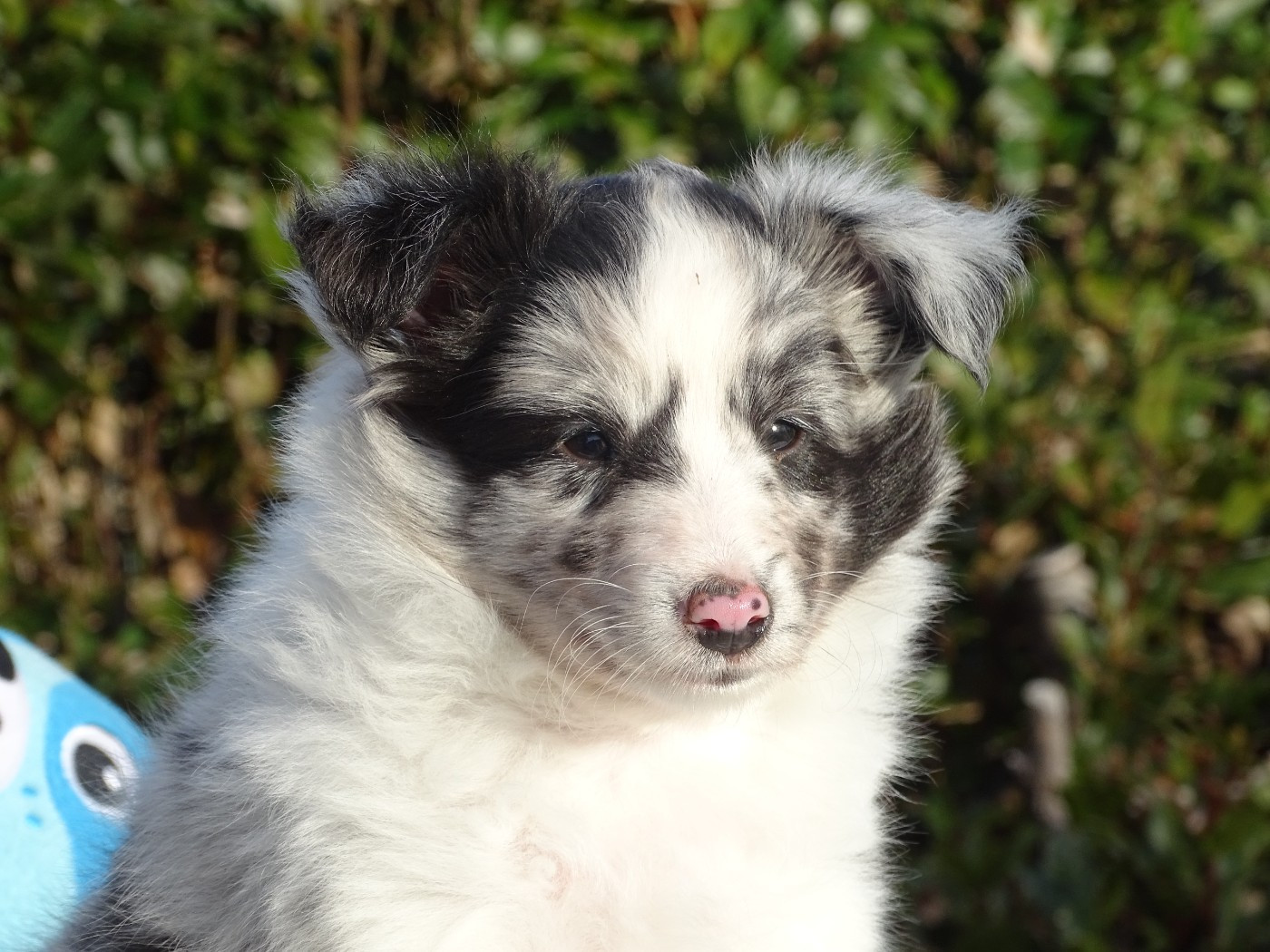 du Clan Castelau - Chiots disponibles - Shetland Sheepdog