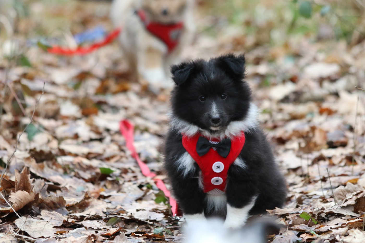 du Clan Castelau - Chiots disponibles - Shetland Sheepdog