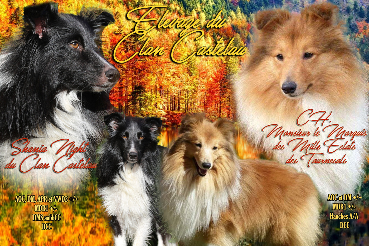 du Clan Castelau - Shetland Sheepdog - Portée née le 23/11/2025