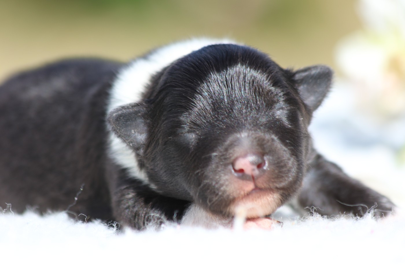 du Clan Castelau - Chiots disponibles - Shetland Sheepdog