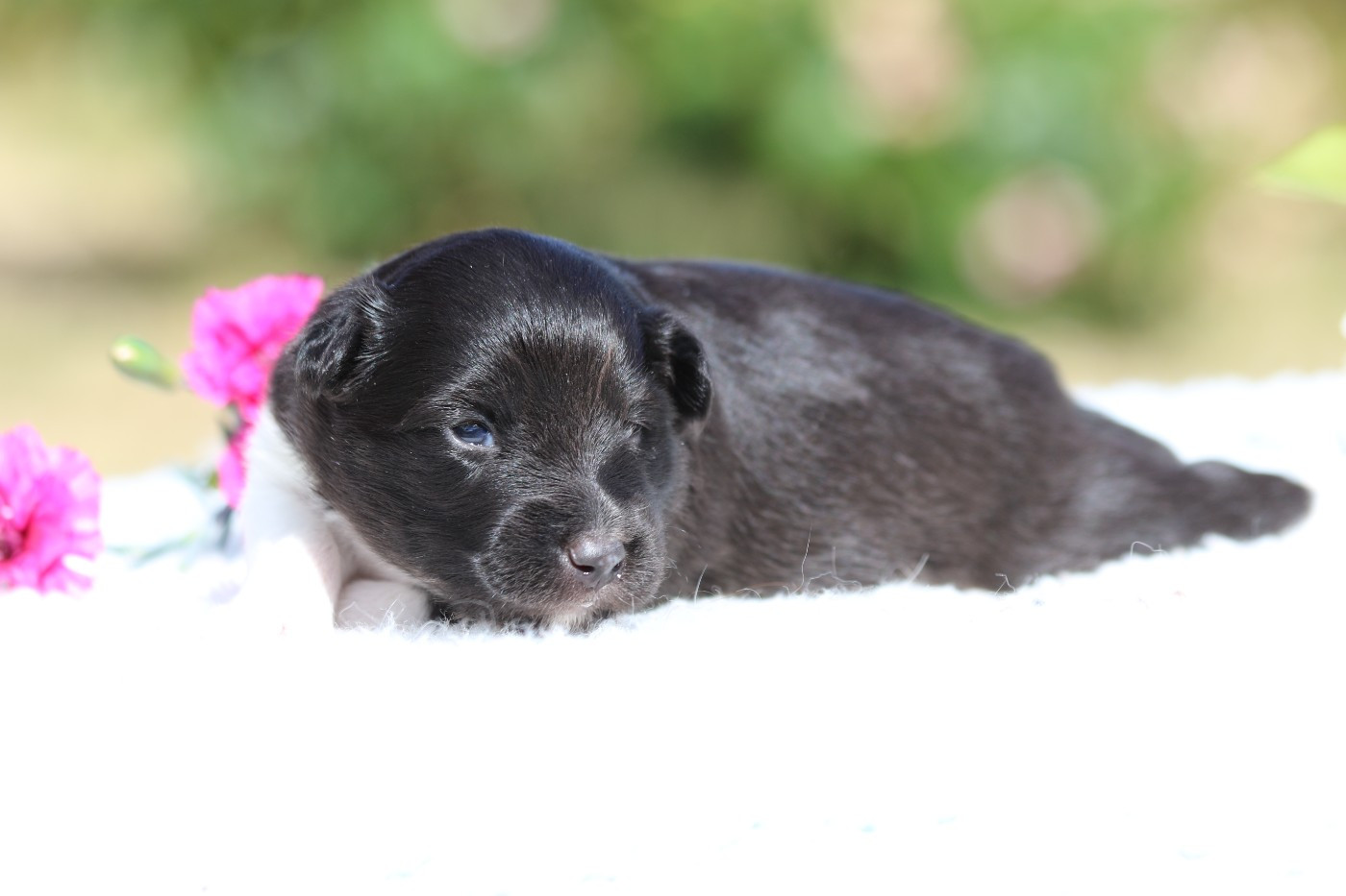 du Clan Castelau - Chiots disponibles - Shetland Sheepdog
