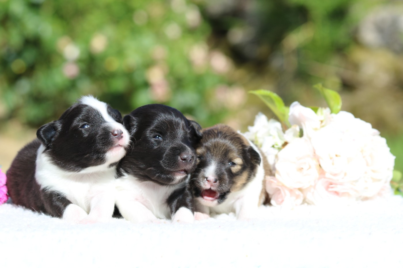 Chiot Shetland Sheepdog du Clan Castelau