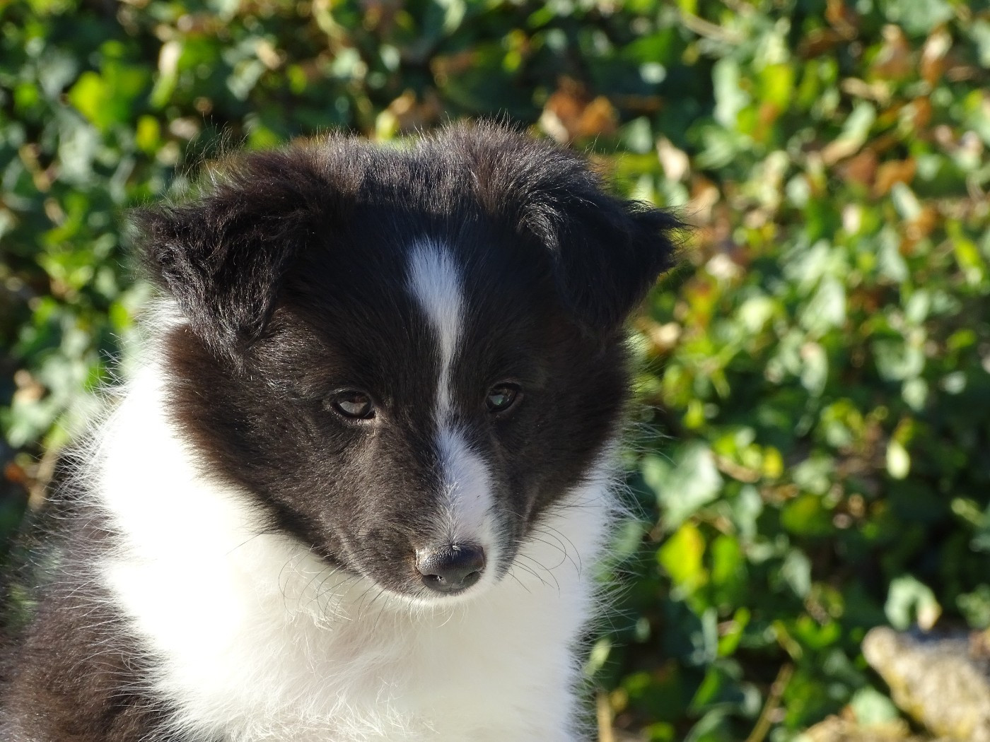 du Clan Castelau - Chiots disponibles - Shetland Sheepdog
