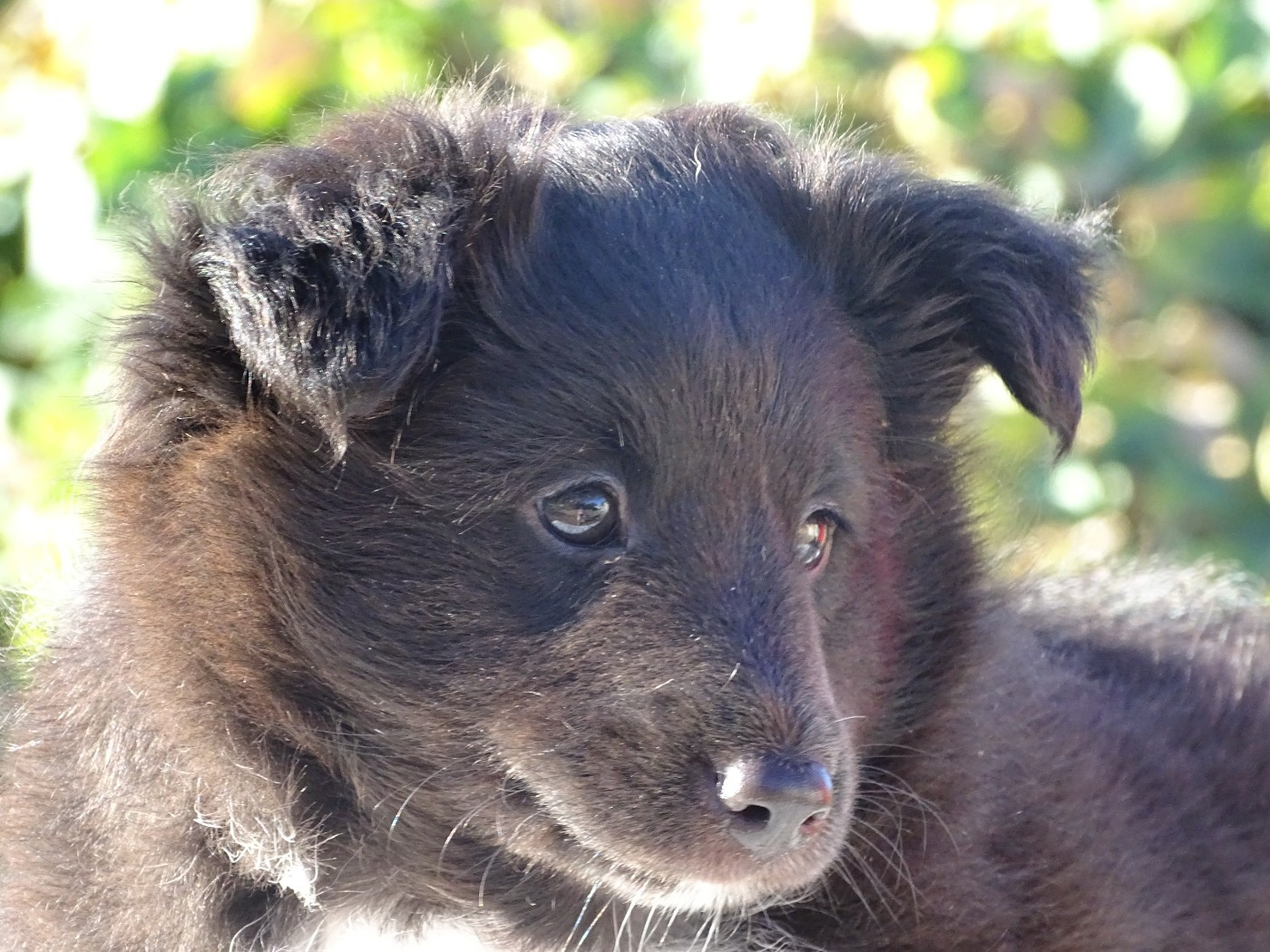 du Clan Castelau - Chiots disponibles - Shetland Sheepdog