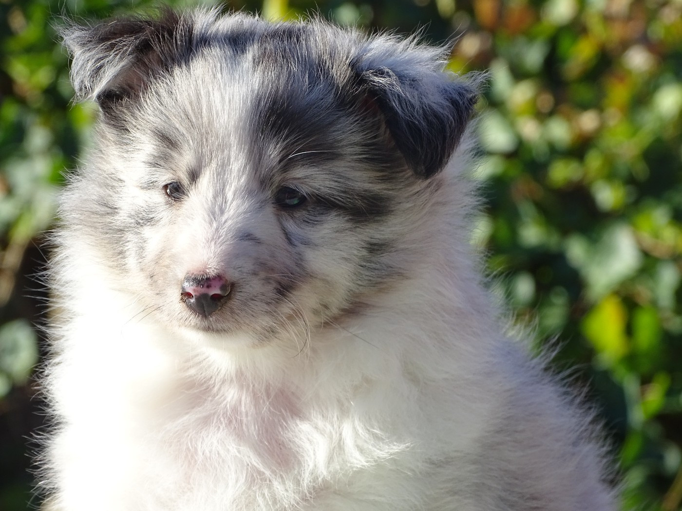 du Clan Castelau - Chiots disponibles - Shetland Sheepdog
