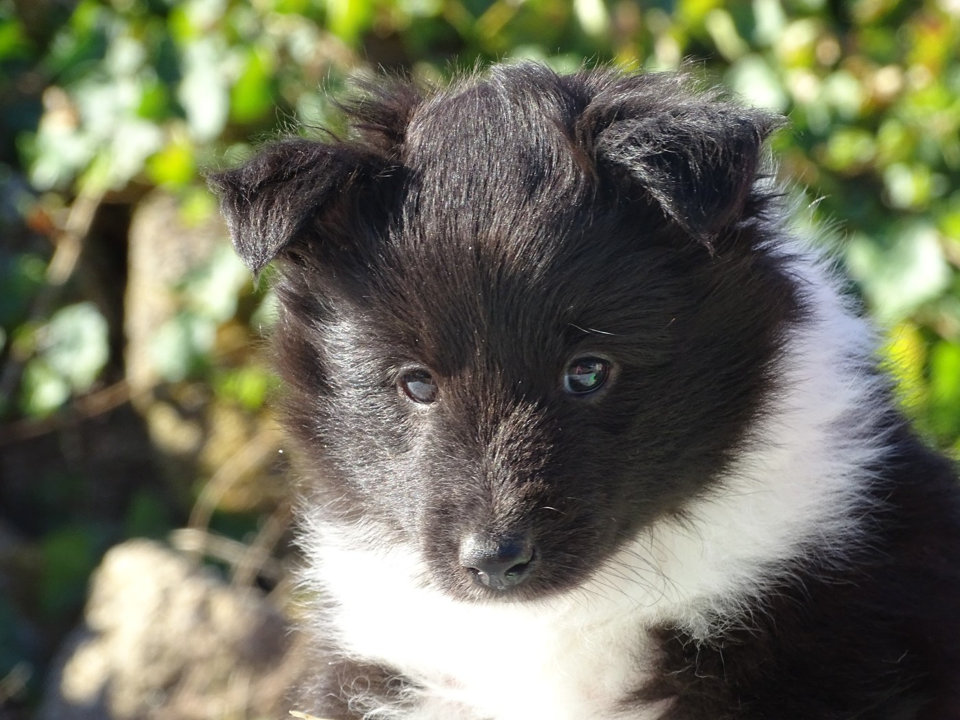 du Clan Castelau - Chiots disponibles - Shetland Sheepdog