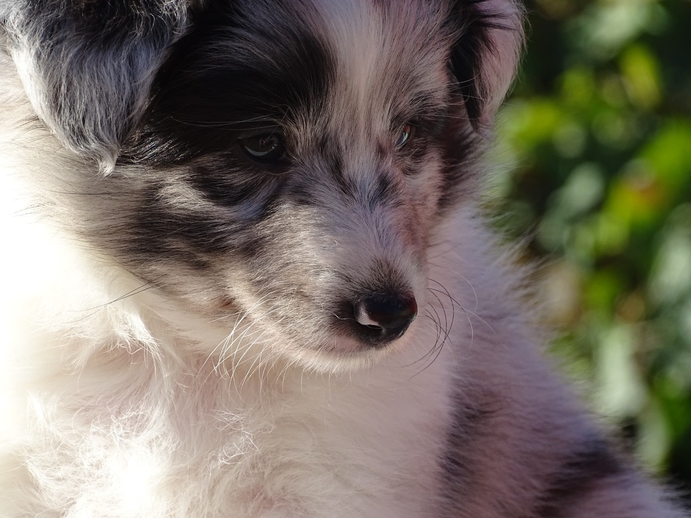 du Clan Castelau - Chiots disponibles - Shetland Sheepdog