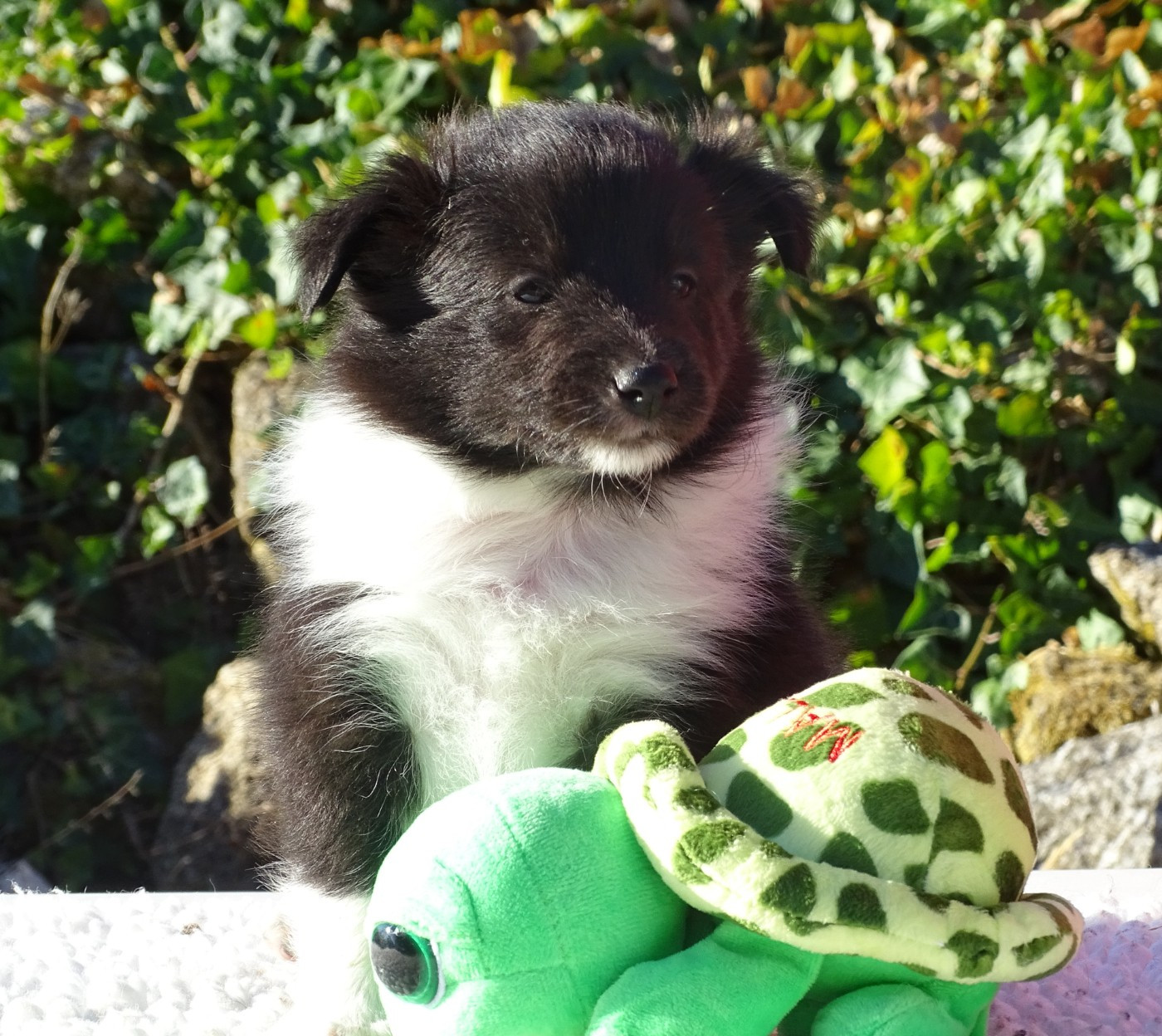 du Clan Castelau - Chiots disponibles - Shetland Sheepdog