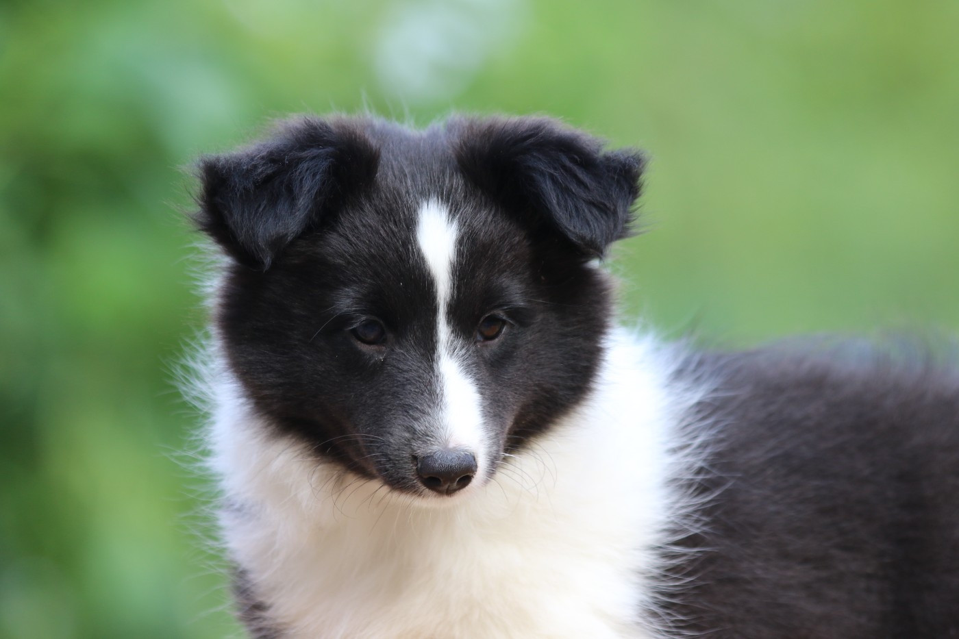 du Clan Castelau - Chiots disponibles - Shetland Sheepdog