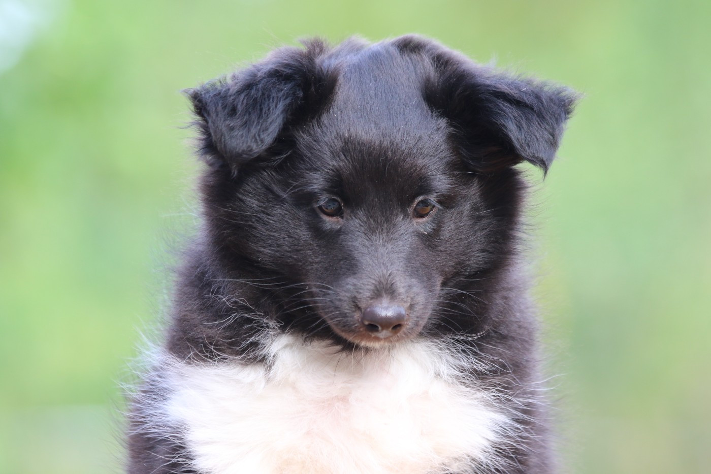 du Clan Castelau - Chiots disponibles - Shetland Sheepdog