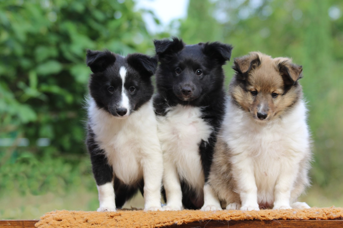 du Clan Castelau - Shetland Sheepdog - Portée née le 18/05/2026