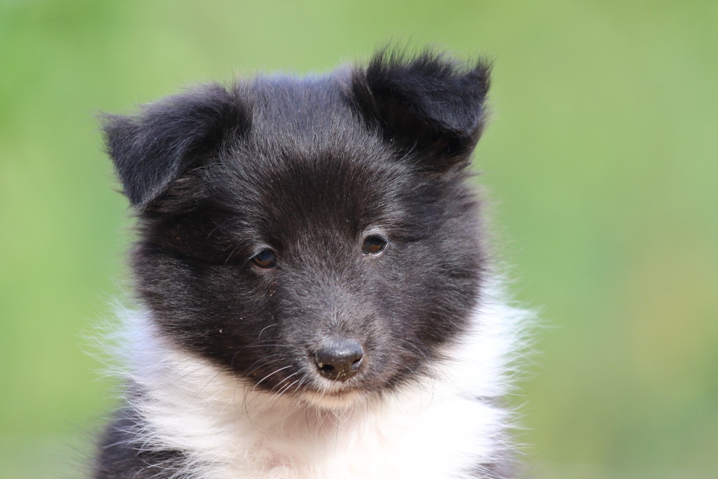 du Clan Castelau - Chiots disponibles - Shetland Sheepdog
