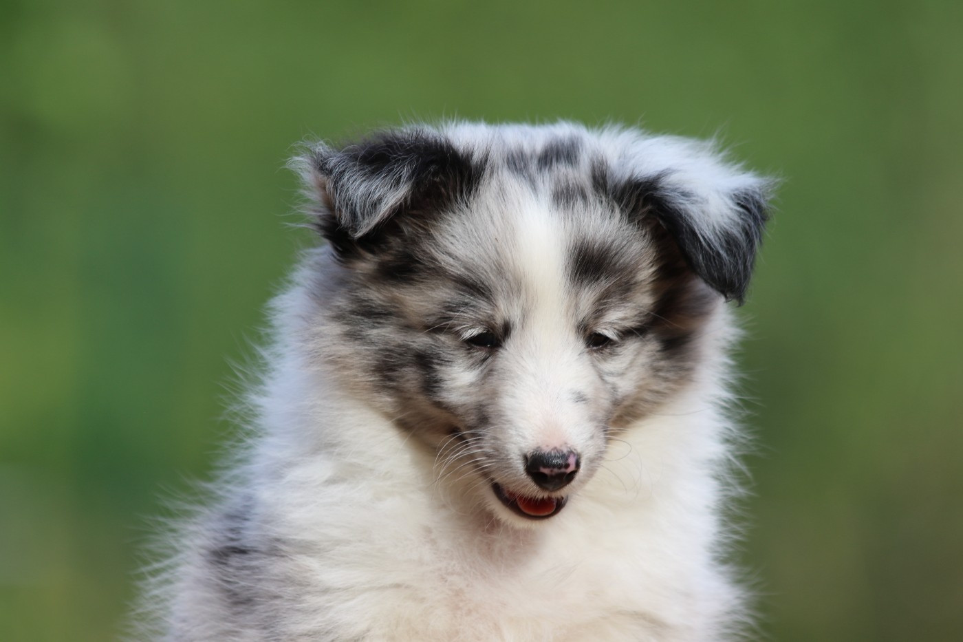 du Clan Castelau - Chiots disponibles - Shetland Sheepdog