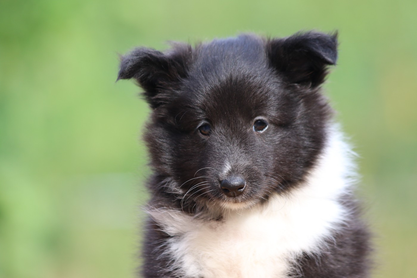 du Clan Castelau - Chiots disponibles - Shetland Sheepdog