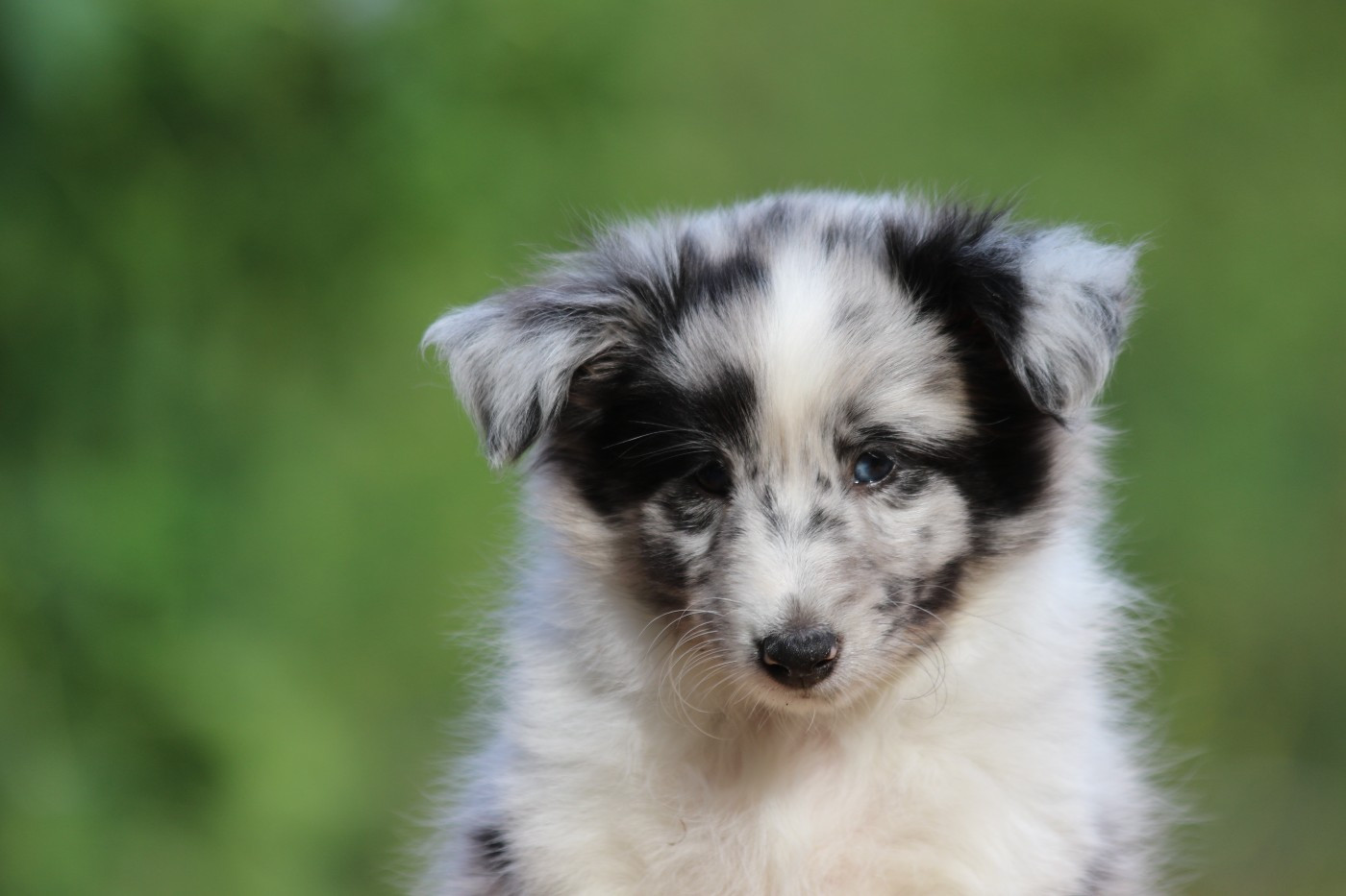 du Clan Castelau - Chiots disponibles - Shetland Sheepdog